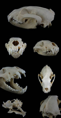 Wolverine Skull