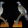 Common Wood Pigeon Mount