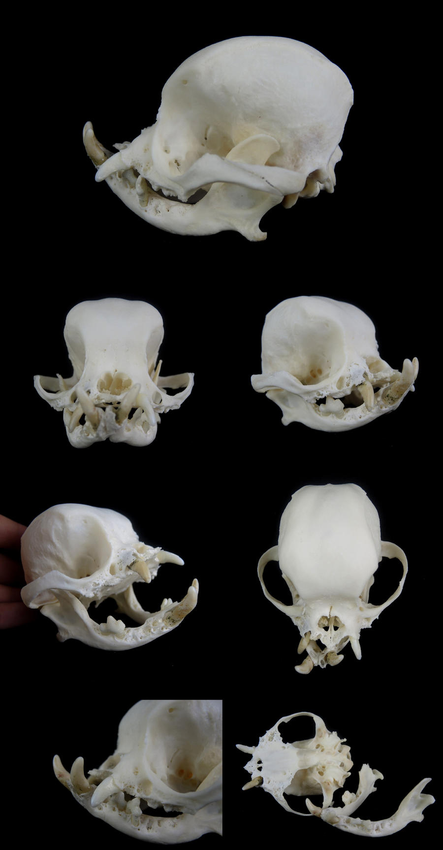 Pug Skull by on DeviantArt