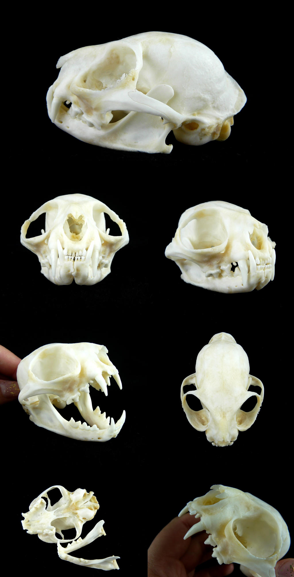 ID Help needed by CabinetCuriosities