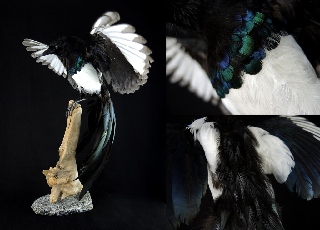 The Mourningsong Magpie by CabinetCuriosities