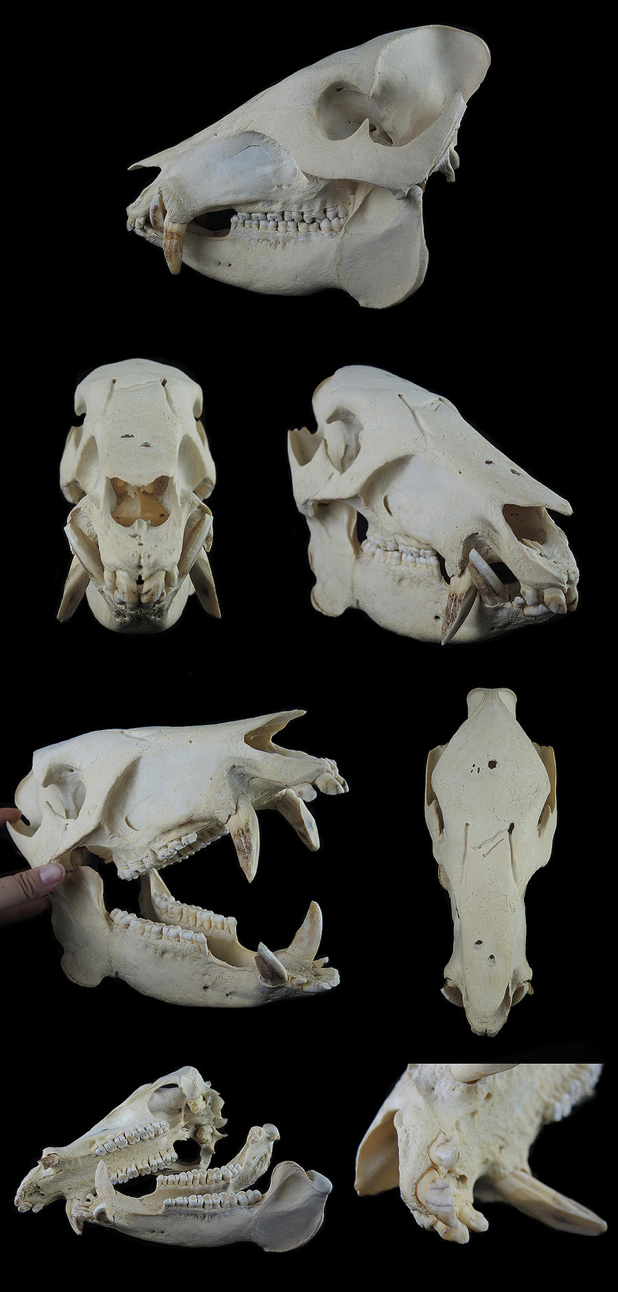 White-Lipped-Peccary Skull by CabinetCuriosities