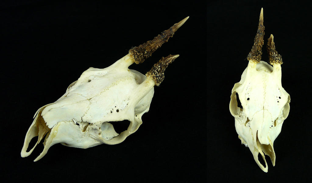Abnormal Roe Deer Buck Skull by CabinetCuriosities