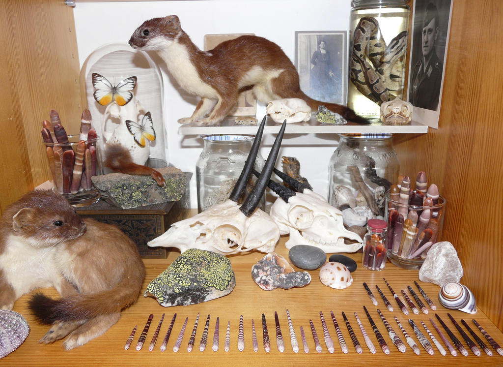 Collection by CabinetCuriosities