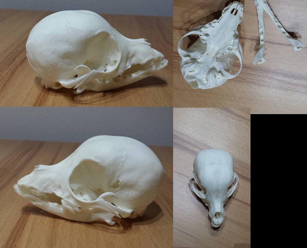 Chihuahua Skull FOR SALE by CabinetCuriosities