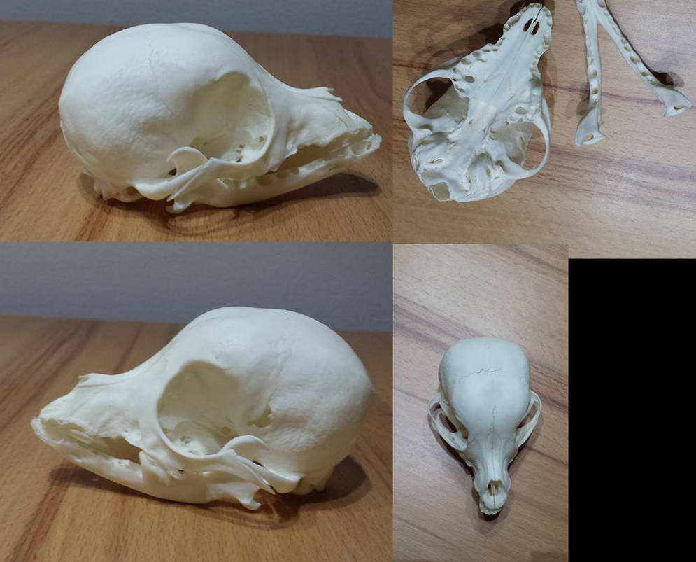Chihuahua Skull FOR SALE by CabinetCuriosities