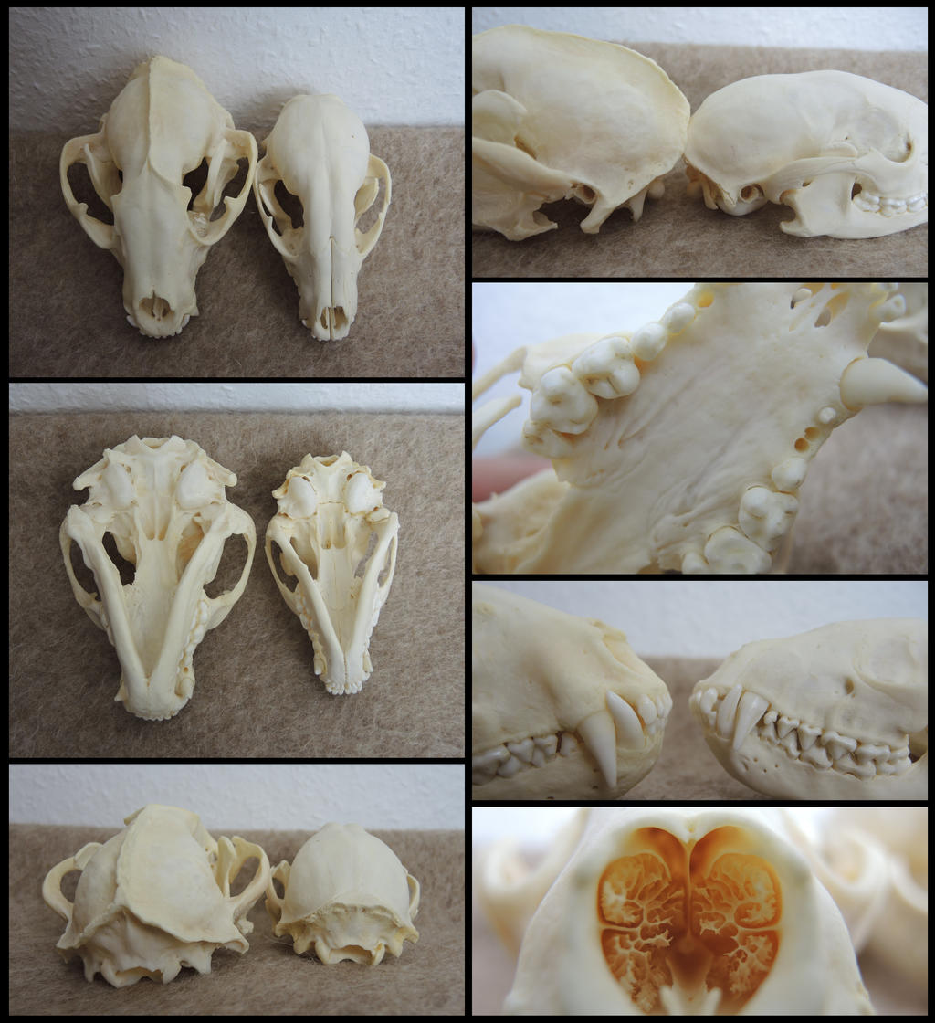 Monster Raccoon Skull by CabinetCuriosities