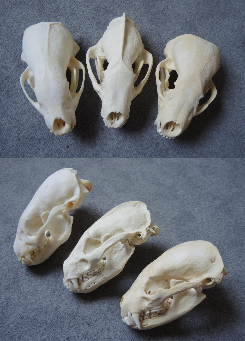 Badgers by CabinetCuriosities