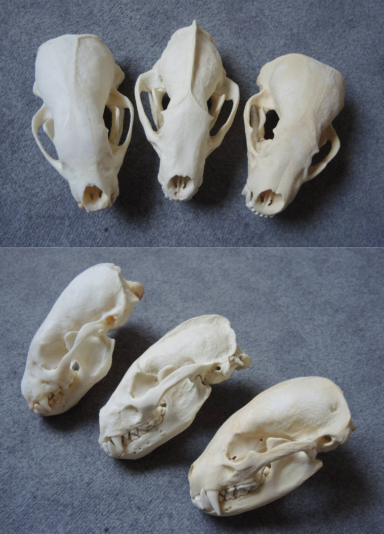 Badgers by CabinetCuriosities
