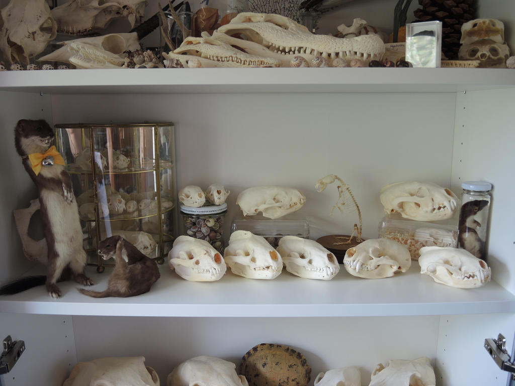 Moved Mustelids by CabinetCuriosities
