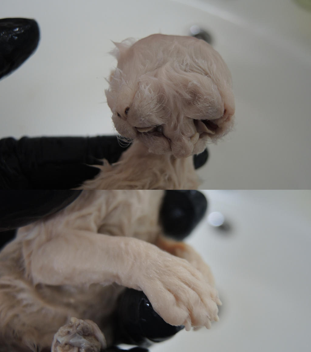 Wet Specimen: Two Faced Kitten by CabinetCuriosities