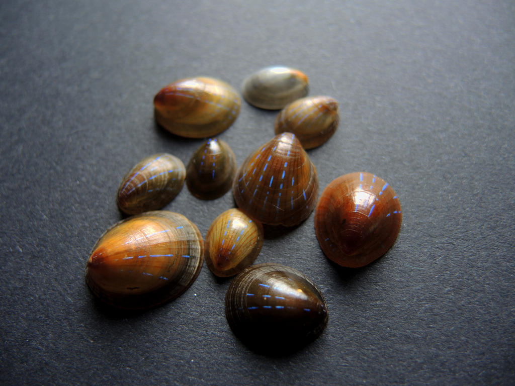Shells from outer Space by CabinetCuriosities