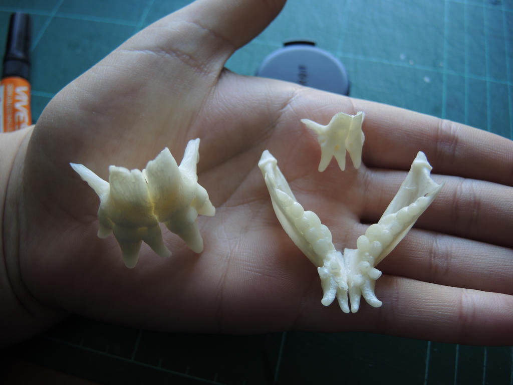 Wolffish Jaws by CabinetCuriosities