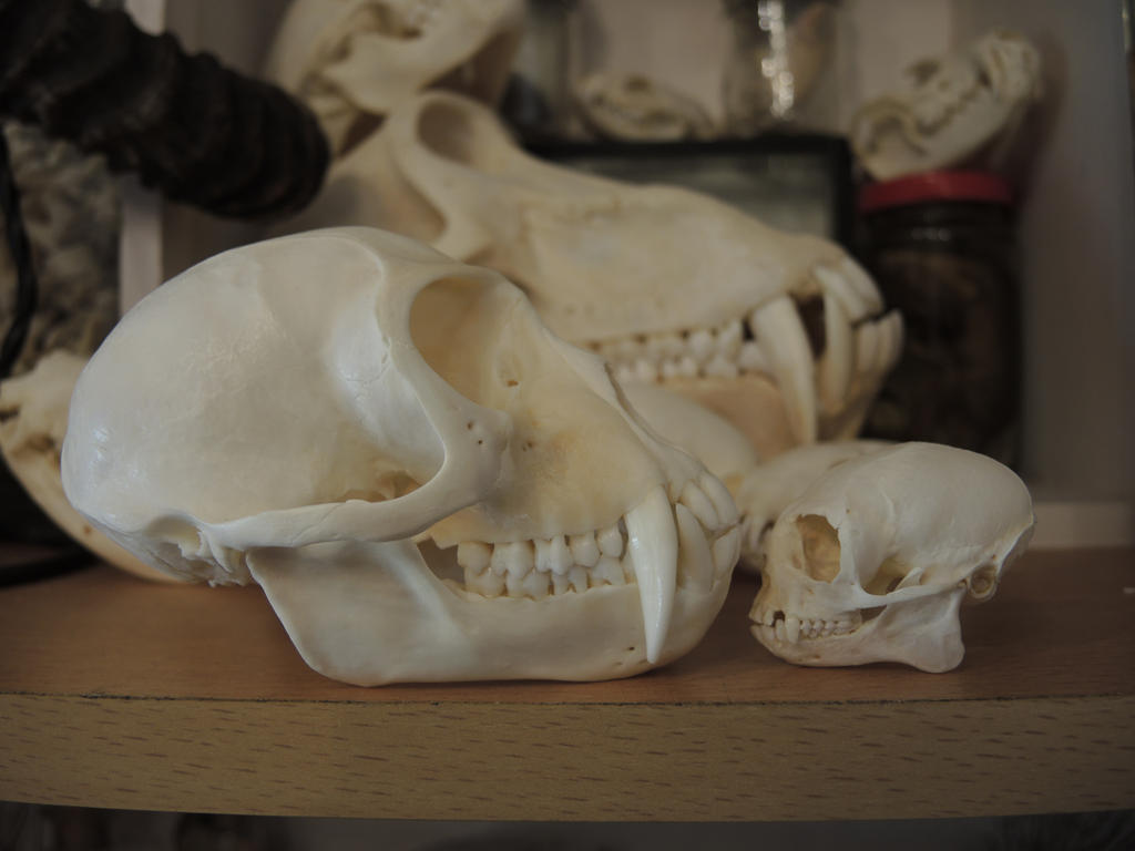 Medium and Small by CabinetCuriosities