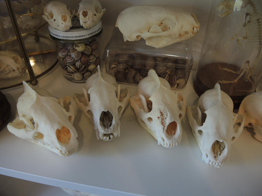 European Badgers by CabinetCuriosities