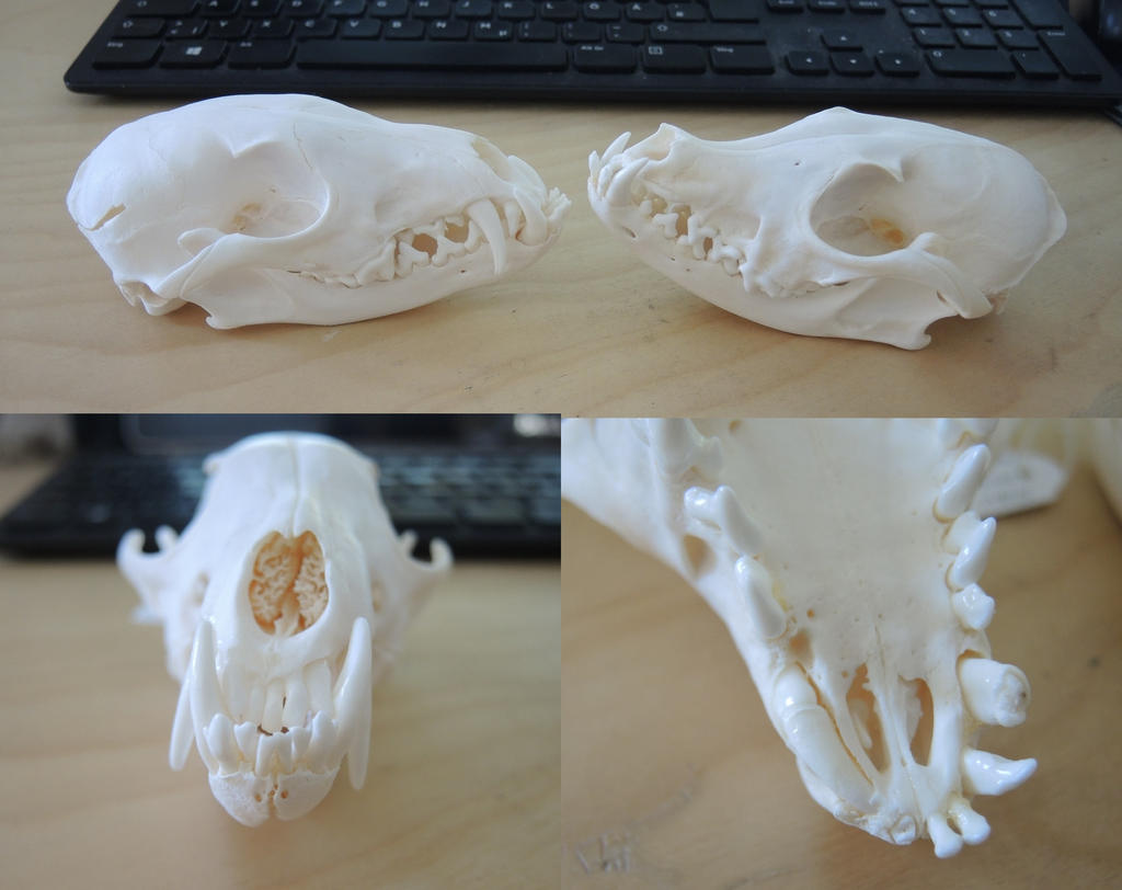 Deformed Red Foxes by CabinetCuriosities