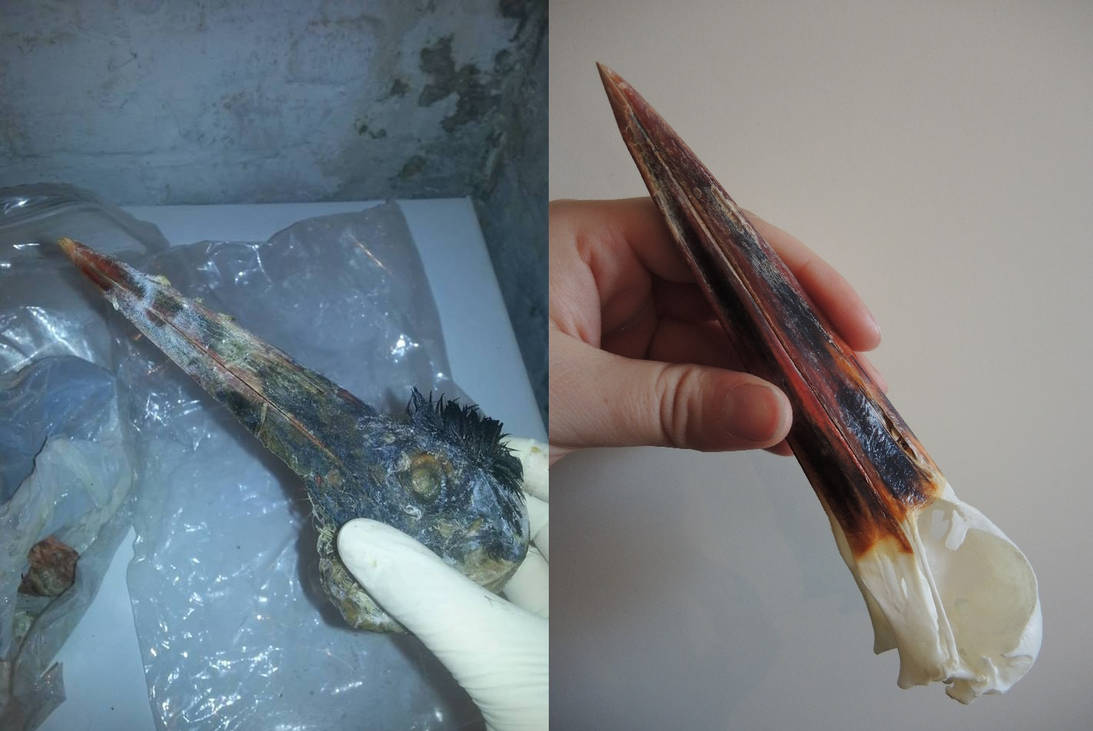 Before and After by CabinetCuriosities