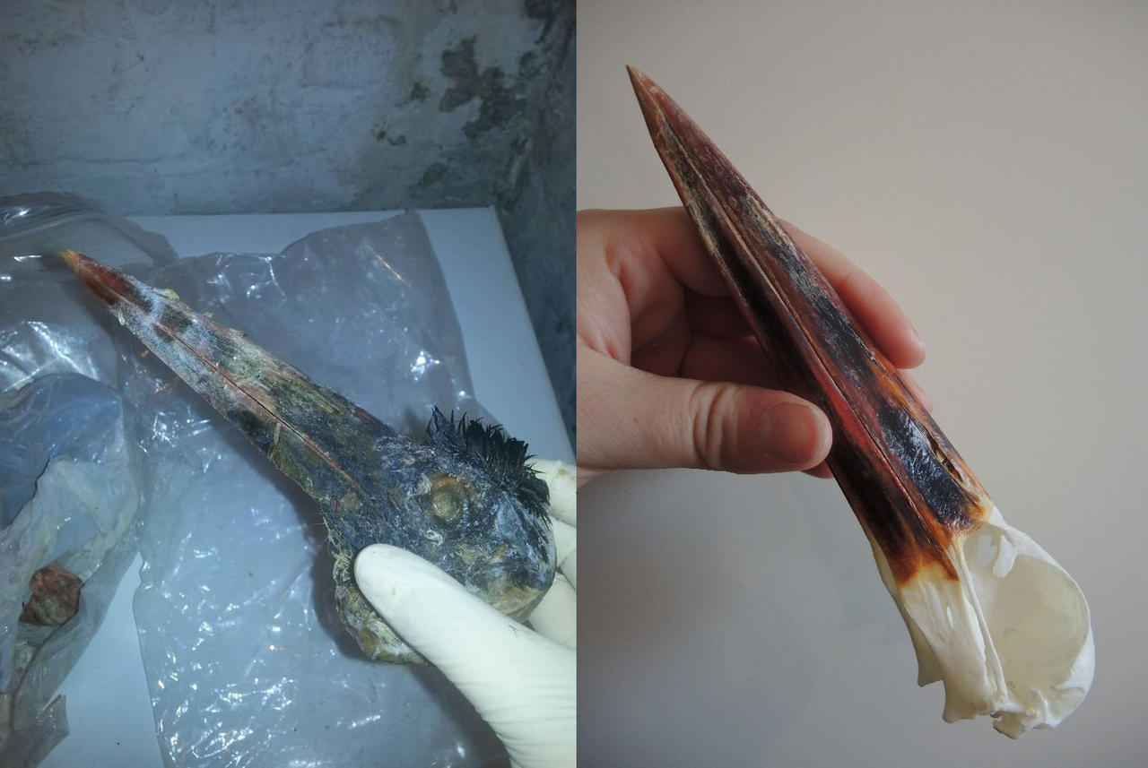 Before and After by CabinetCuriosities