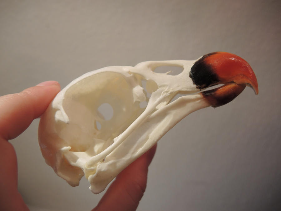 King's Vulture Skull by CabinetCuriosities
