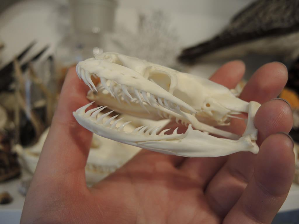 Python Skull Teeth Indian Python Skull by CabinetCuriosities on DeviantArt
