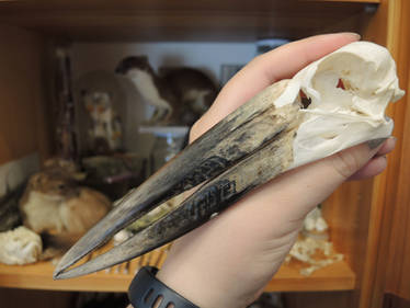 African Openbill Skull