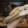 Southern Giant Petrel Skull