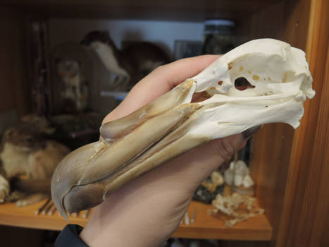 Southern Giant Petrel Skull
