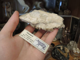 Fossilized Merycoidodontidae Skull FOR SALE