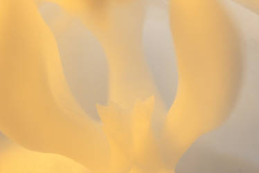 Orchid Abstract X