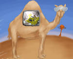 Iraqi Camel
