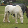 horse stock three.