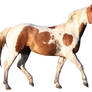 Paint Horse Precut