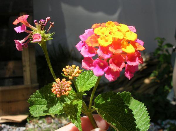 Lantana