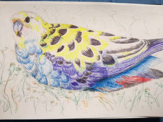 Bird, ballpoint pen on paper