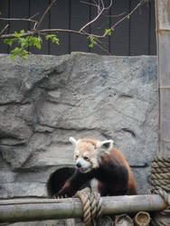 Red Panda