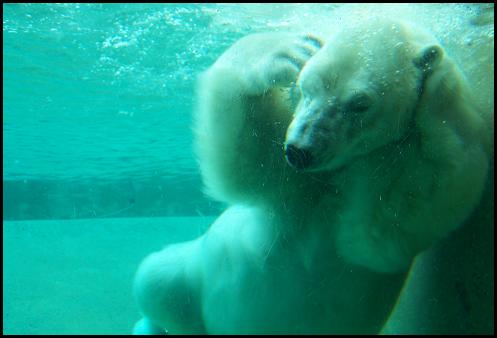 polar bear