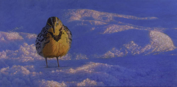 Meadowlark In The Snow