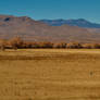 Lonesome Crane