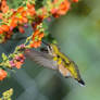 Female Calliope Hummingbird