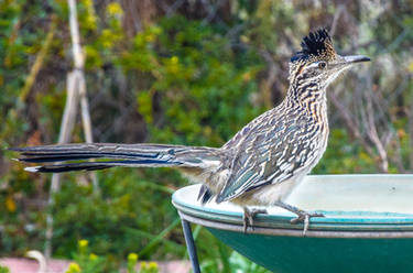 Roadrunner