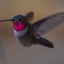 April 9 Male Broad-tailed Hummingbird