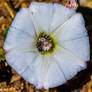 5-27-19 Bindweed