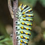 6-14-17 Black Swallowtail Caterpillar 1