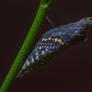 8-18-19 Black Swallowtail Pupa Hatching 1