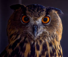 Eurasian Eagle Owl