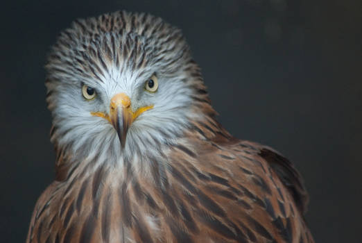 Hawk portrait