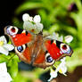 Peacock butterfly