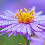 Autumn flowers