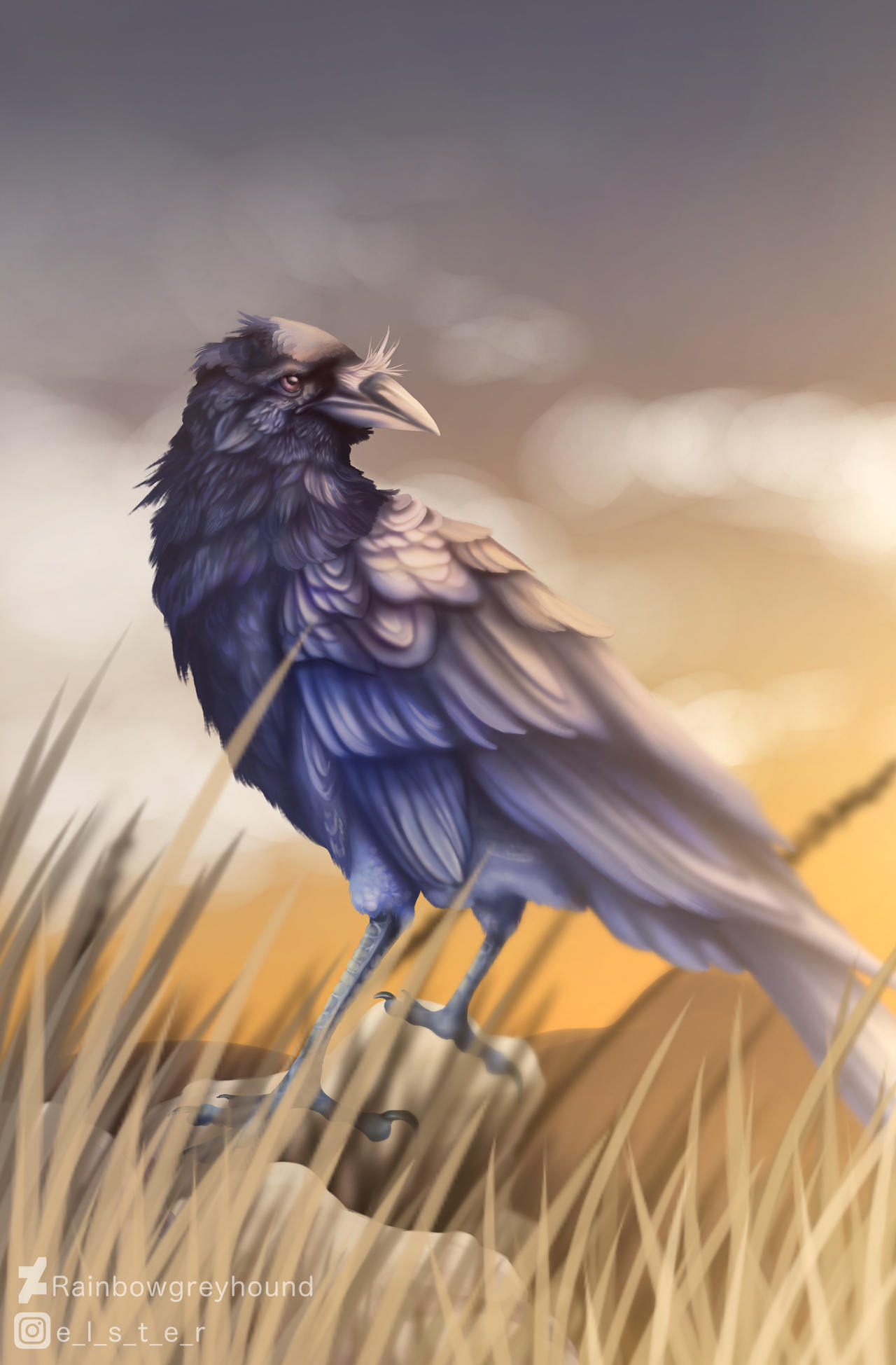 Crow in the fields by Magpiecrowns on DeviantArt