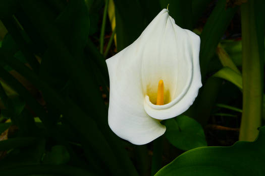 Arum Lily